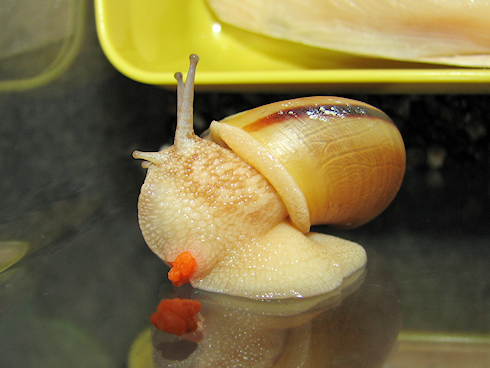 ニンジンを食べたカタツムリ