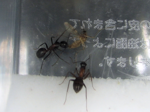 蚊を食べるムネアカオオアリ