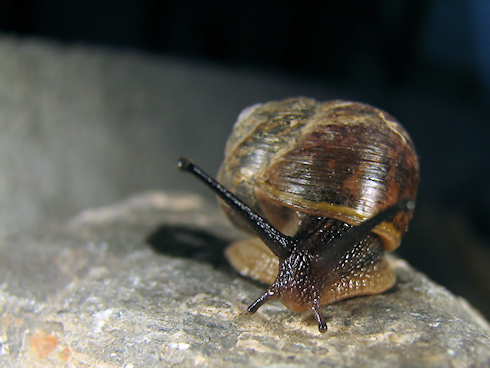 野生のウスカワマイマイ