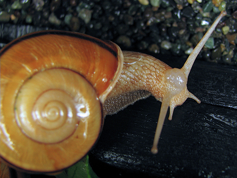 カタツムリに葉大根をあげてみる