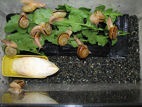 カタツムリに葉大根をあげてみる