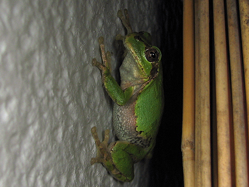 3匹のカエル