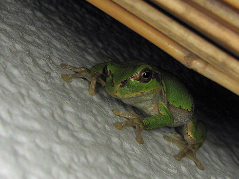 3匹のカエル