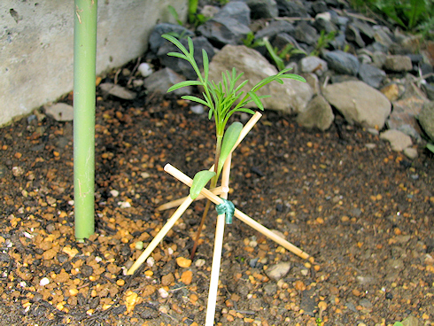 コスモス植え替え