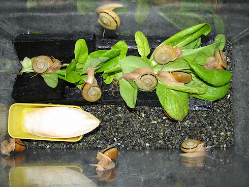 サラダ菜を食べるカタツムリの動画