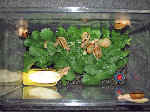 イチゴを食べるカタツムリ