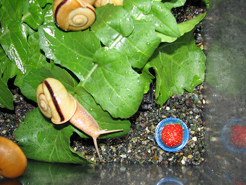 イチゴを食べるカタツムリ