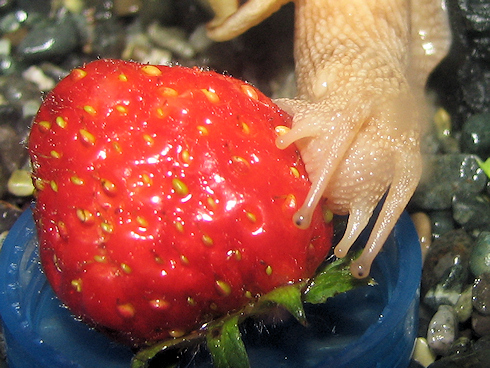 イチゴを食べるカタツムリ