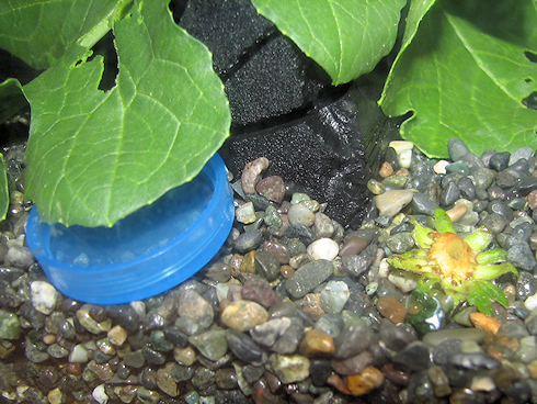 イチゴを食べるカタツムリ