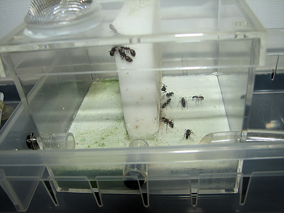 幼虫の温度管理をするムネアカオオアリ