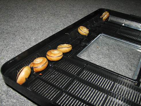 낻Ė̃J^c