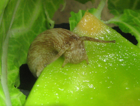 メロンを食べるカタツムリ