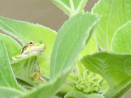 写真館-怒るカエル