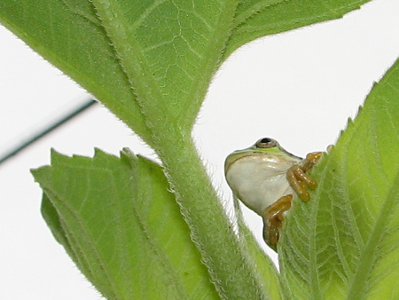 写真館-思いにふけるカエル