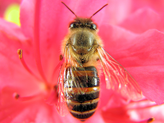 今年はミツバチをよく見ます