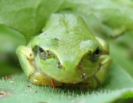 写真館-カエルこっち見んな!
