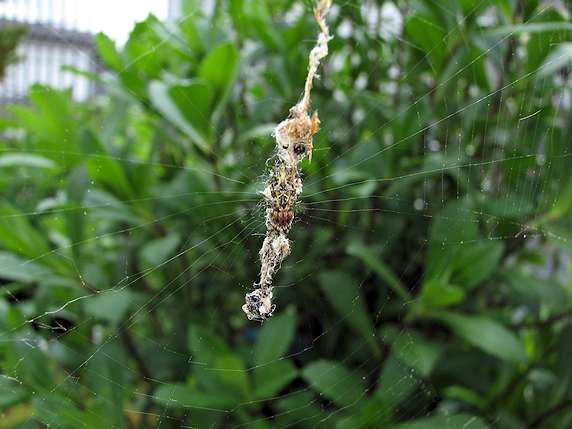 巣にゴミをつけるゴミグモ