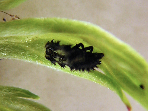生長するナミテントウの幼虫