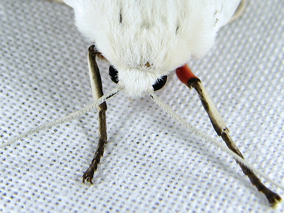 真っ白なシロヒトリ