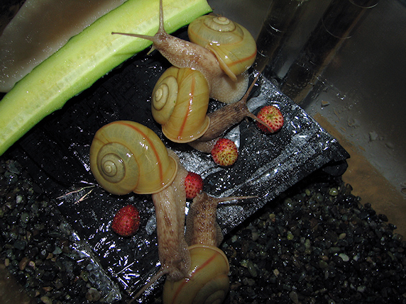 ワイルドストロベリーを食べるカタツムリ
