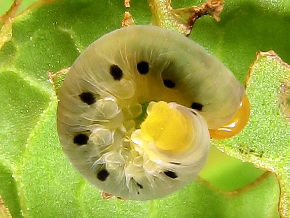 ハグロハバチの幼虫発生