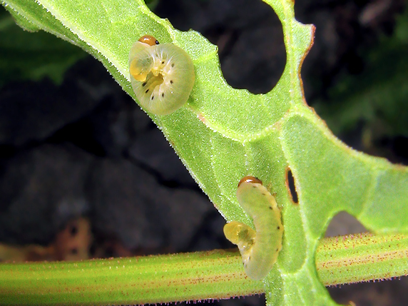 ハグロハバチの幼虫発生