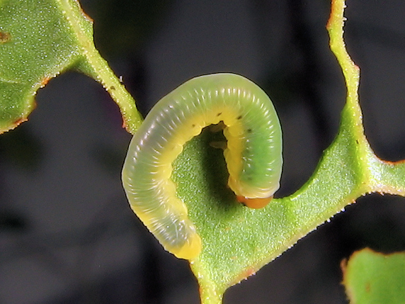 食欲旺盛のハグロハバチの幼虫
