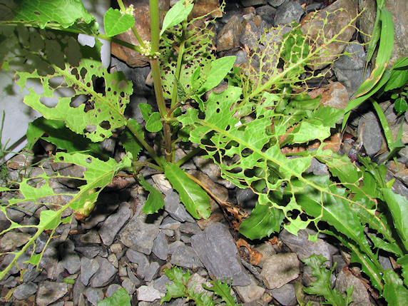食欲旺盛のハグロハバチの幼虫
