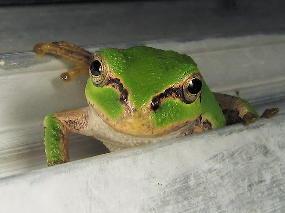 馴れた視線のカエル