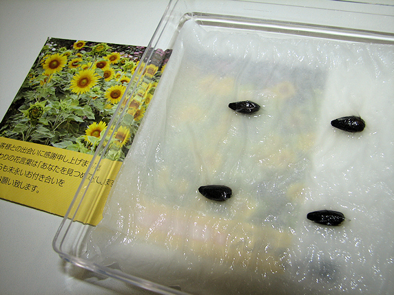 ベランダ菜園の裏社会