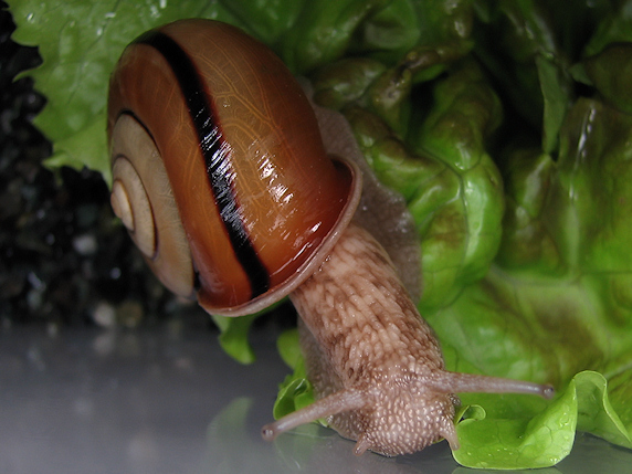 サニーレタスなカタツムリ