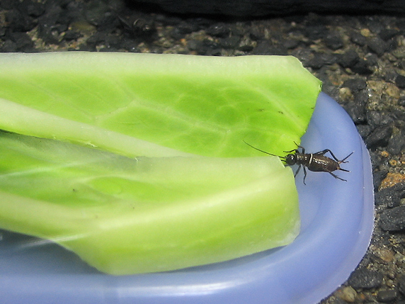 キャベツを食べるエンマコオロギの幼虫