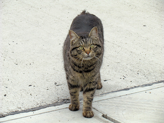 猫ニャー♪