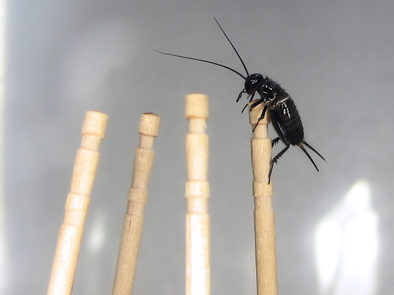 体長8mmエンマコオロギの幼虫