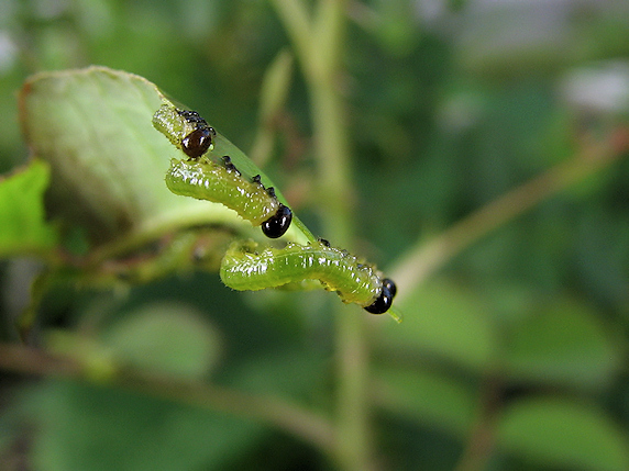 バラの葉を食べるハバチの幼虫