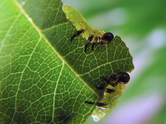 バラの葉を食べるハバチの幼虫