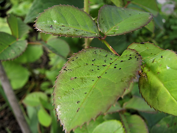 バラの葉を食べるハバチの幼虫