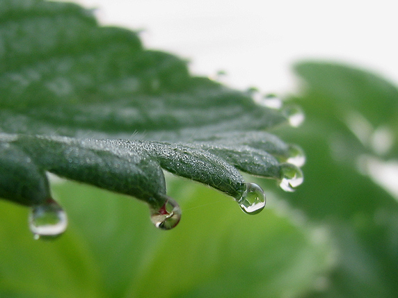 ベランダ菜園実況