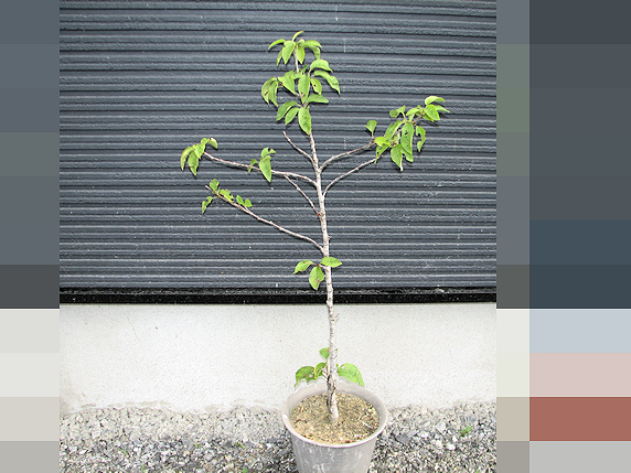 サクランボ、今年は開花結実無し
