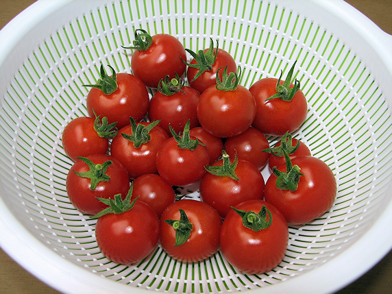 ミニトマトの収穫とエダマメの苦悩