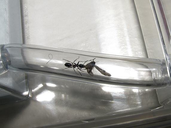 昆虫を食べるムネアカオオアリ