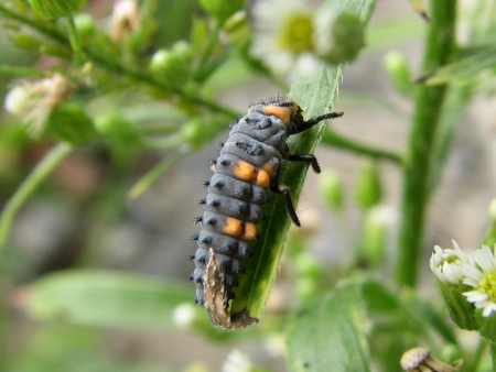 写真館-ナナホシテントウの幼虫