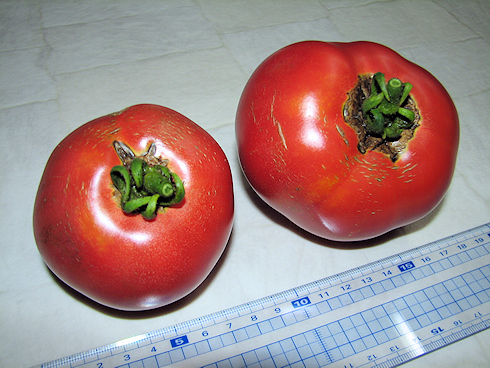 完熟トマトの収穫