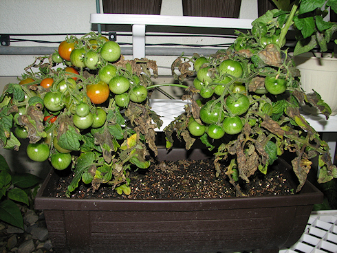 枯れかかる矮性ミニトマト
