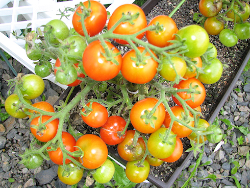 矮性ミニトマトの収穫