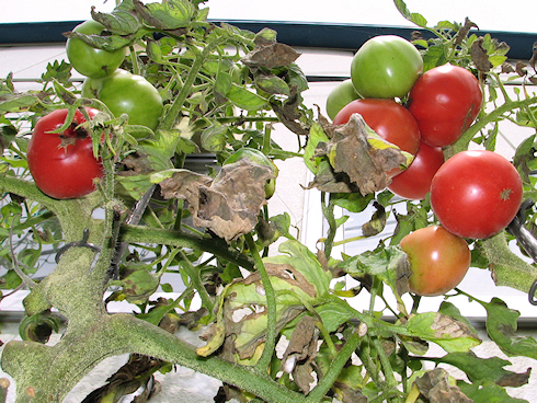 トマトの二度目の収穫