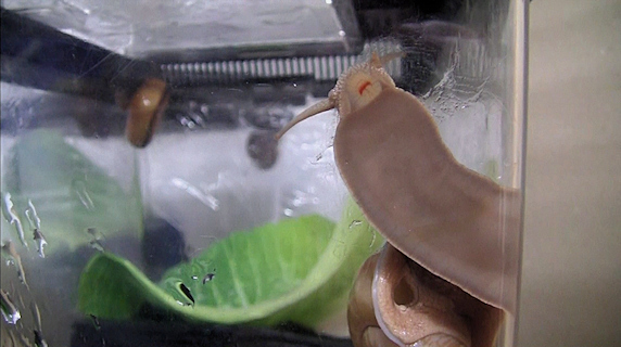 【動画】カタツムリが膜を食べる動画