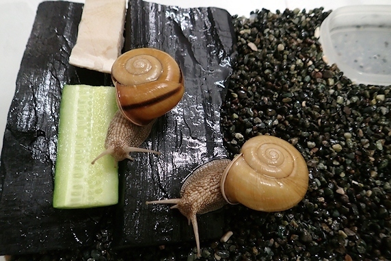 YÔQ̂悤