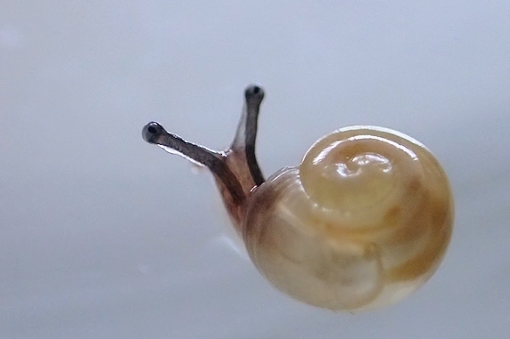 【動画】カタツムリが孵化