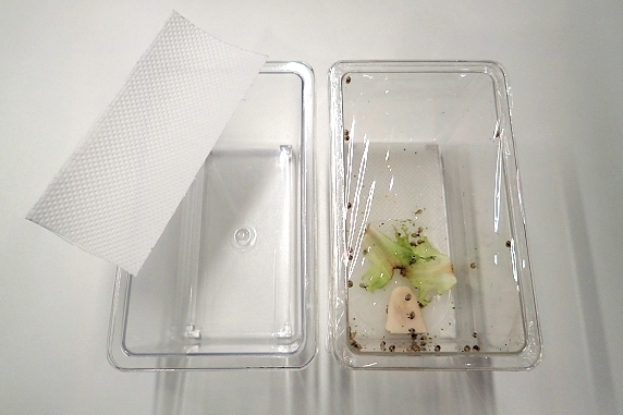 カタツムリ赤ちゃんケースの掃除